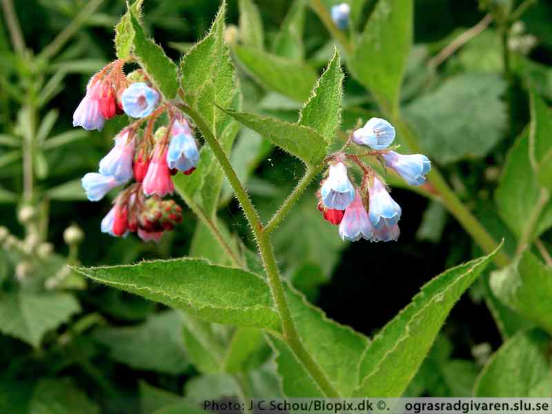Fodervallört (S. asperum). Blommor först skära efter hand klarblå. Stjälk ej vingad av nedlöpande blad.